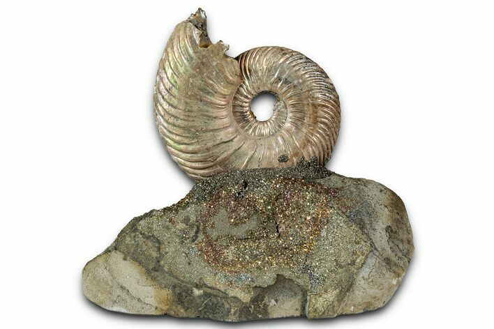 Iridescent, Pyritized Ammonite (Quenstedticeras) Fossil Display #353750